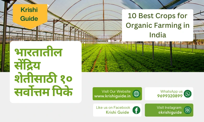 10 best crops for Organic Farming