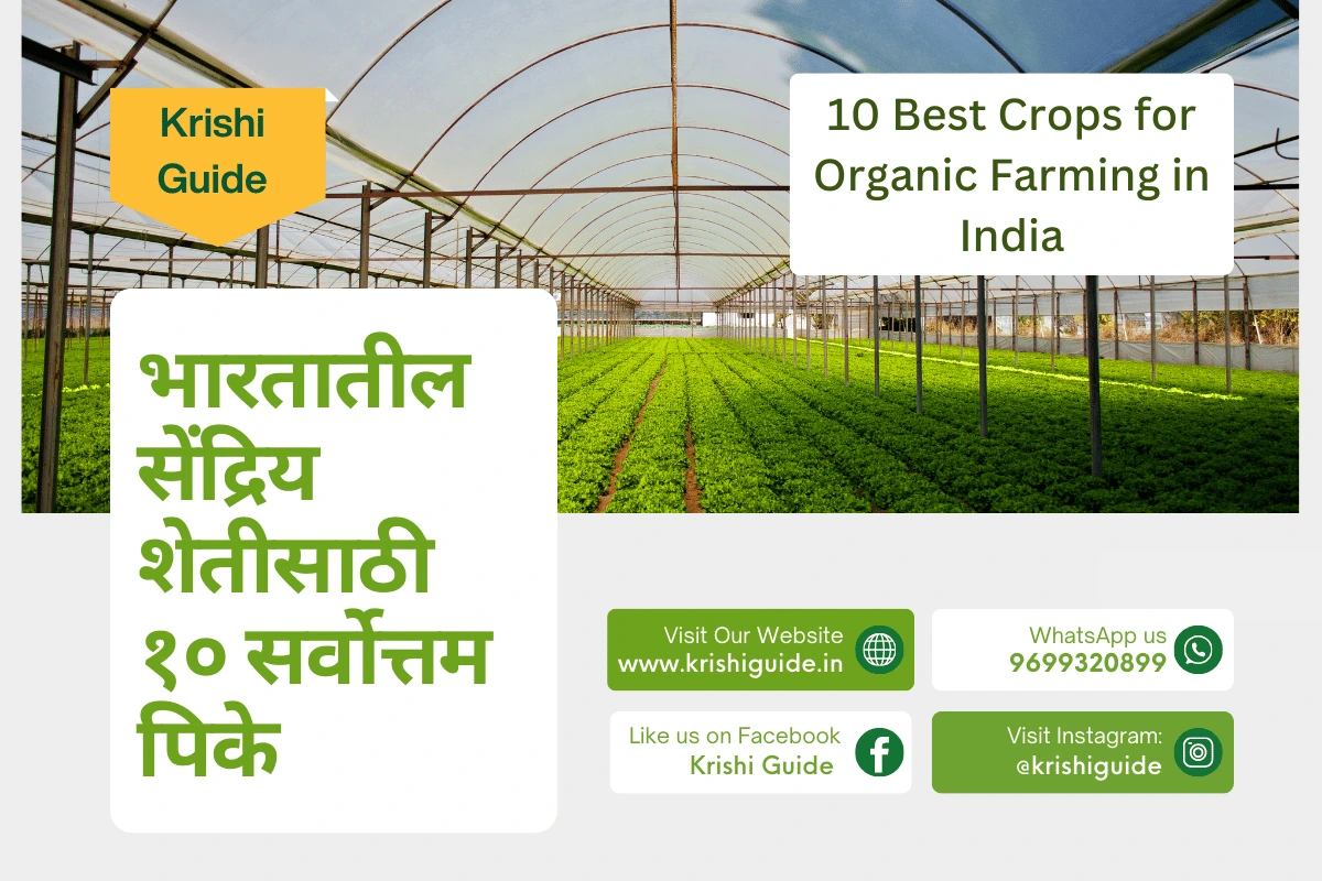 10 best crops for Organic Farming