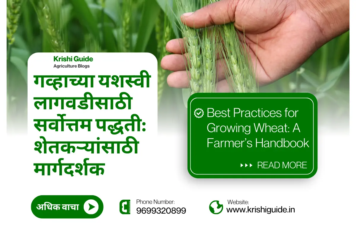 Best Practices for Growing Wheat- A farmers handbook