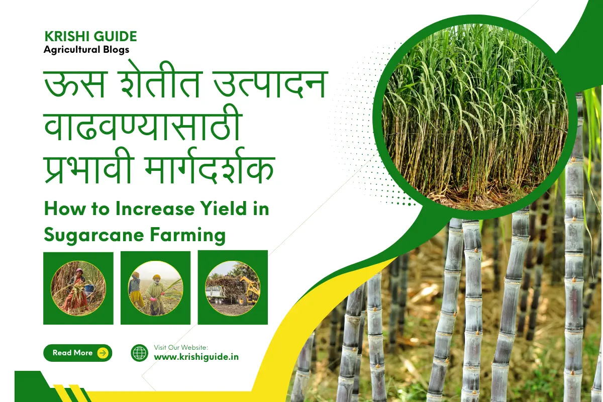 How to increase yield in Sugarcane Farming
