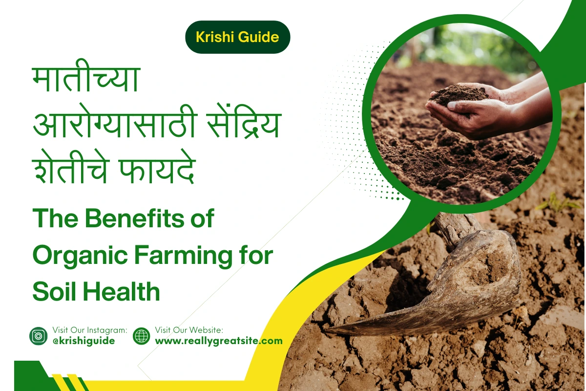 The Benefits of Organic Farming for Soil Health